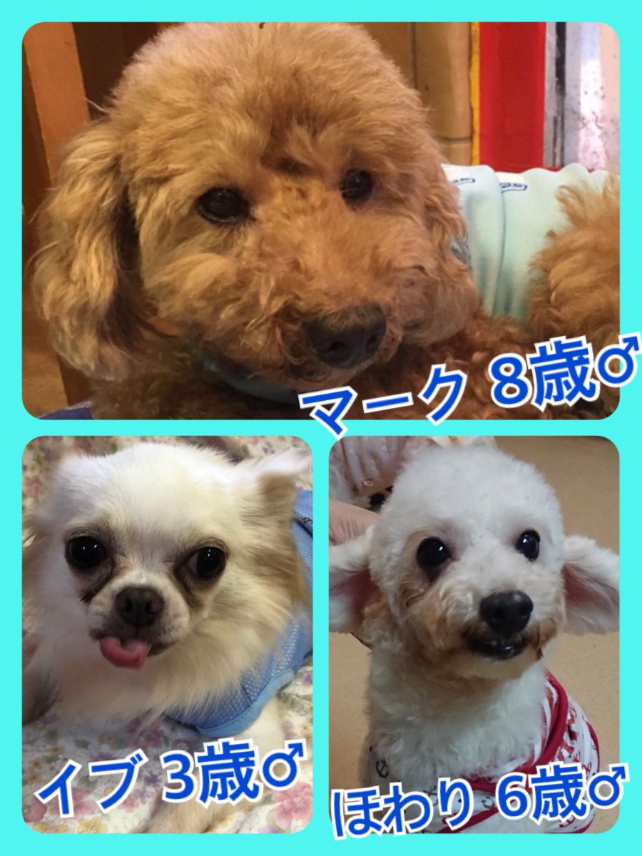 🐾今日はワンニャン🐶🐱の日🐾今日の里親様募集中ワンコ🐶メンバーです🐾2019,9,12